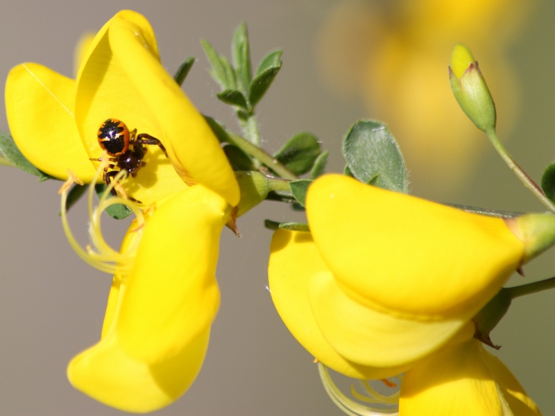 Synema globosum su Cytissus scoparius -  Parco del Ticino